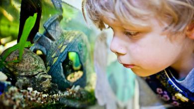 
		Little boy looks at fish in the aquarium
	